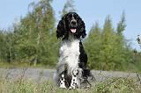 SPRINGER SPANIEL 008